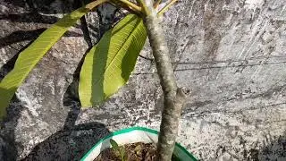 Red Champa plant care aur Gamle mein kaise grow karen from cutting: Please Share and Subscribe 