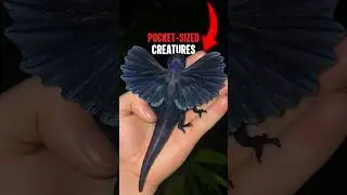 Top 5 Pocket Size Creatures 🤏