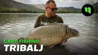 Carp Fishing Tribalj 🔥| Big Carp 25+ | Karel Nikl