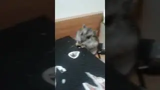 Ням ням ням