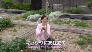 菜園だより240512アグリス成城