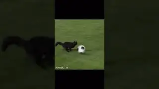 Black cat scores goal #soccer