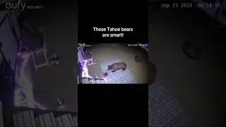This is why you bear proof your campsite- Tahoe bears are SMART! #bear #tahoe #camping #fulltimerv