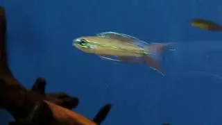 Dicrossus filamentosus