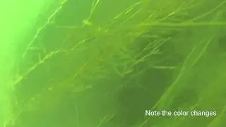 Browne Bear Diving - Livingston Channel - Hole in the wall