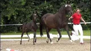 Foal show finalist Gracie (Gørklintgårds Santos / Come Back II)