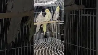 طفرة الريسيسف سلفر