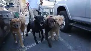 Ovi's Pet Sitting - Join our Furry Fold!