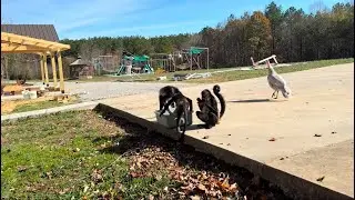 Gotta share the good with the bad.🤗#monkeys #capuchin #spidermonkey #baby #animals #pets
