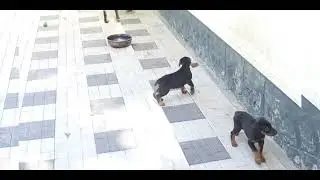 #topnews#topquality#sales#dog #supportsmallbusiness 9655224198 #puppy#cutepet