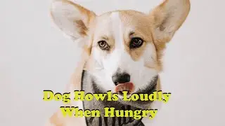Corgi Howls Loudly Every Time She Eats 😂 | The Koala