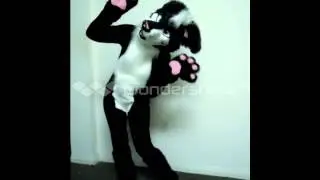 Border Collie Fursuit by Kilcodo Costumes