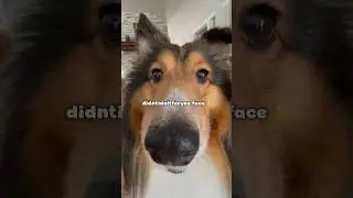 The Different Faces of a Sheltie 😆 #dog #sheltie #shetlandsheepdog #shorts