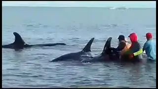 Pescadores ayudan a orcas en Chacopata (Sucre)