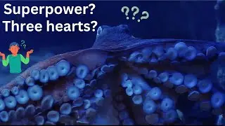 10 Amazing Facts About Octopus: From Shape-Shifting to Problem Solving