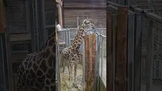 Рига. Жирафы. Уборка дома. Зоопарк.Riga. Giraffes. House cleaning. Zoo.