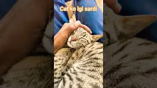 Cat ko lgi sardi #viralvideo #cat #catvideos #bunnystory #funnycatvideos
