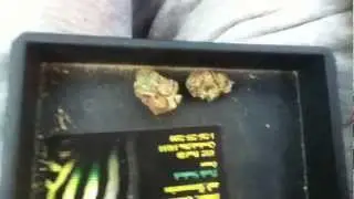girl scout cookie kush session