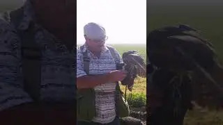 A Peregrine Falcon's Brush with Death