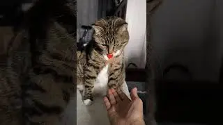 Meme my smart cat #cat #meme #smartcat