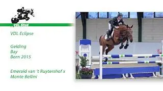 VDL Eclipse - WEF Sport Horse Auction 2020