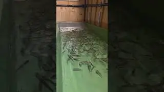 Die letzten Setzlinge im Bruthaus beim F&uuml;ttern #Regenbogenforellen #Fischzucht #forelle #trout #Farm