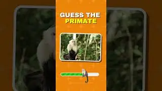 Guess the Primate Quiz 6 #primates #primatequiz #guesstheprimate #guesstheanimal #animalquiz