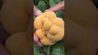 Nature&rsquo;s Fruit Beauty | Calm & Satisfying 🍃#fruit #nature #satisfying