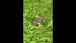 Summer backyard: Rabbit enjoying weeds. #backyardanimals