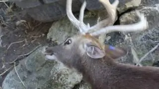Burmese brow-antlered deer