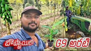 బొప్పాయిలో టీష్యూ G9 అరటి మొక్కలు పెట్టాము #G9intercropinpappay ||AGRI GURU||