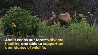 Forestry is Essential