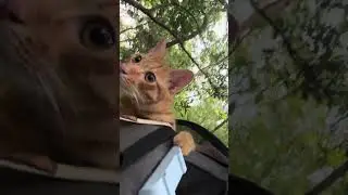 Too Tired to Walk, But Not Too Tired to Watch. #cat #shorts #adventure
