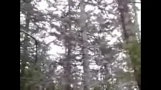 Spruce Grouse VS Geological Auger