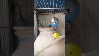 CUTE 🥰 BUDGIE#birdlover#youtubeshorts#backyardpets