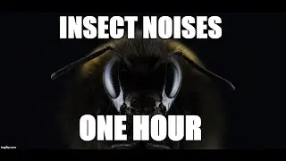 1 Hour insect noises  - Sound effects