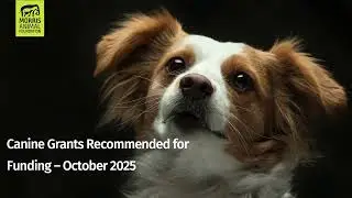 New Canine Health Studies Changing the Future for Dogs | Morris Animal Foundation