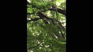 キツツキが木を突く