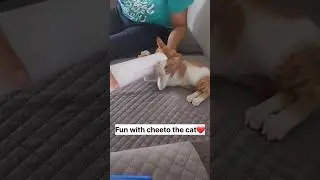 A cute fun video with cheeto😻🐈 #cat #catlovers #catshorts #cutecats #catlove #catfun #catvideos