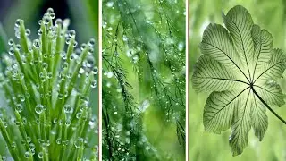 Beautiful Green leaf images 🍁☘️