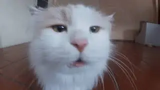 Cats scream and writhe.
