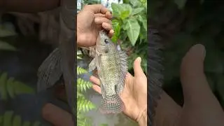 Pengalaman pertama dikasih tau spot mancing sama petani dapat langsung ikan lele kampung jaer babon