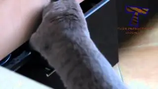 Cute cats feel guilty   Funny guilty cat compilation   YouTube