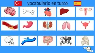 clase de turco - partes del cuerpo en turco
