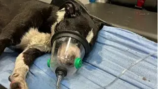 Dog rescued from Casselberry house fire