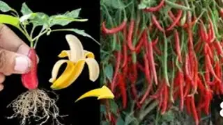 How to grow chilli papper tree step by step