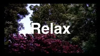 4K Relaxing Trees Swaying in Wind | AMBIENT MUSIC