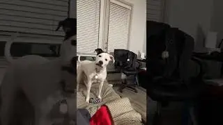 sonidos para atraer a tu perro  #ternurasdecuatropatas #sonido