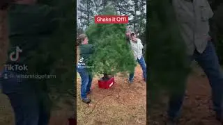 Christmas Tree Shaker!  Ever wonder how we get that perfect, needle-free tree?  #ShakeItOff