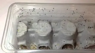 Nuctenea Umbratica Spiderlings